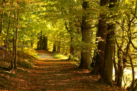 Bild-Nr: 10554675 Herbstwald Erstellt von: Eileen Kumpf