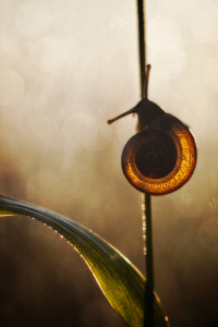 Bild-Nr: 10554915 snail-light  Erstellt von: Daniela Beyer