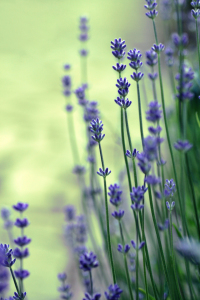 Bild-Nr: 10555231 Lavendel Erstellt von: fotozauberin