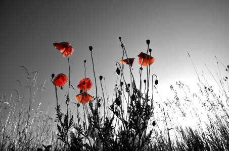 Bild-Nr: 10555587 Glowing Poppy Erstellt von: manhART