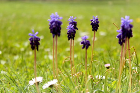 Bild-Nr: 10555729 Sommerwiese Erstellt von: Heike Hultsch