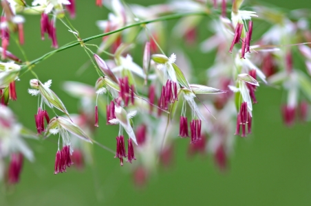 Bild-Nr: 10555825 Grasblüten Erstellt von: falconer59