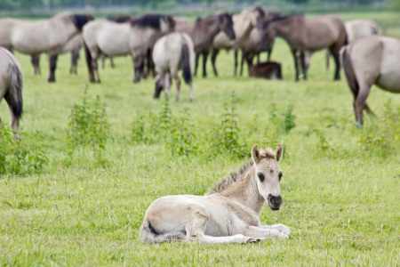 Bild-Nr: 10555857 Wildpferdeherde Erstellt von: Stephanie Stephanie Dannecker