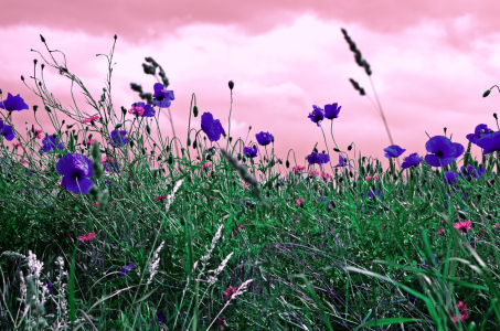 Bild-Nr: 10556293 Sichtweise der Mohnblumen  Erstellt von: Tanja Riedel