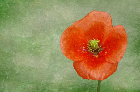 Bild-Nr: 10556687 Mohn Erstellt von: gabii40