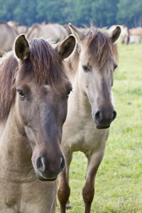 Bild-Nr: 10556967 Wildpferde Erstellt von: Stephanie Stephanie Dannecker