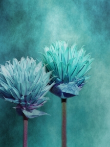 Bild-Nr: 10557347 chives Erstellt von: PaulaPanther