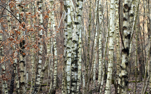 Bild-Nr: 10557847 Birkenwald Erstellt von: Renate Knapp