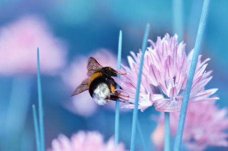 Bild-Nr: 10557983 Im Garten Erstellt von: Atteloi