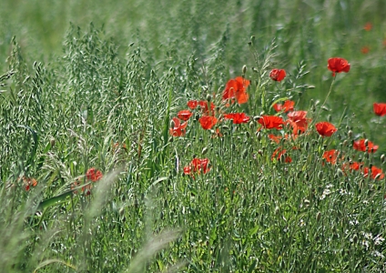 Bild-Nr: 10558127 Summerwind Erstellt von: youhaveadream