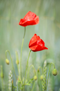 Bild-Nr: 10558361 Mohn Erstellt von: FotoDeHRO