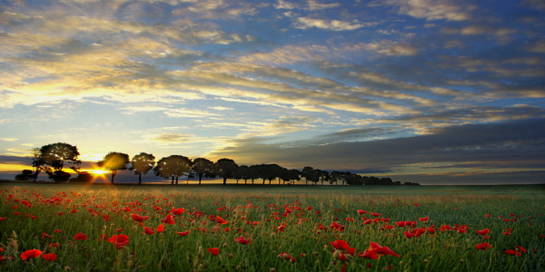 Bild-Nr: 10558713 HEUTE MORGEN SONNENAUFGANG 5 UHR IM MOHNFELD Erstellt von: WildlifePhotography