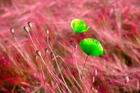 Bild-Nr: 10558803 Poppy in the barley field Erstellt von: fotoping