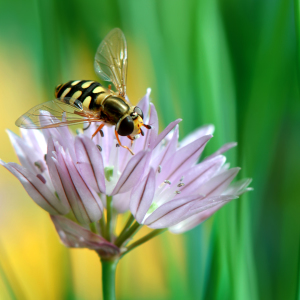 Bild-Nr: 10558909 Schwebfliege Erstellt von: Atteloi