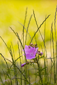 Bild-Nr: 10559017 Blümchen Erstellt von: Stephanie Stephanie Dannecker