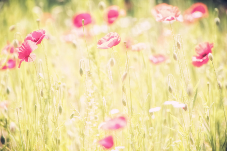 Bild-Nr: 10559023 Sommermohn Erstellt von: Timo Geble