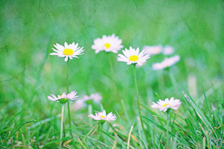 Bild-Nr: 10559205 Gänseblümchen Erstellt von: FotoDeHRO