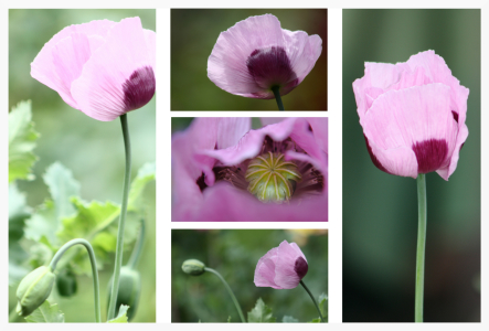 Bild-Nr: 10559541 Mohn Collage lila Erstellt von: Christine Bässler