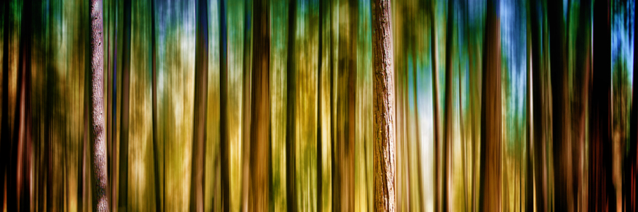Bild-Nr: 10559693 Fluid Forest Erstellt von: Miho Birimisa