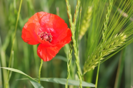 Bild-Nr: 10559925 Mohn im Feld Erstellt von: falconer59