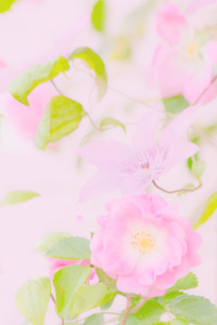 Bild-Nr: 10560011 Rosenranken rose Erstellt von: Stephanie Stephanie Dannecker