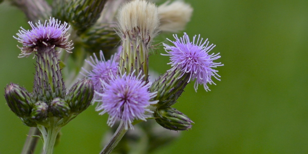 Bild-Nr: 10560041 So schön kann nur die Natur sein Erstellt von: Just4fun38