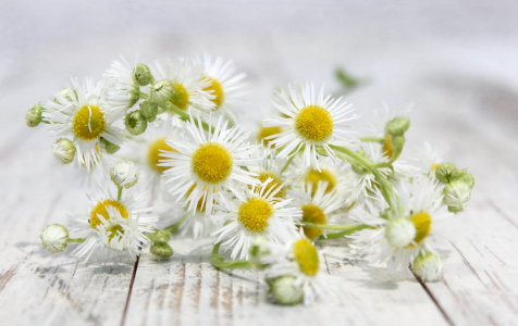 Bild-Nr: 10560207 Blümchen  Erstellt von: Heike  Hultsch