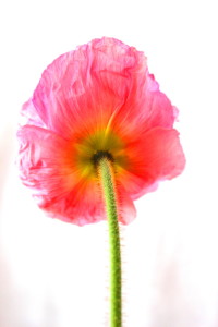 Bild-Nr: 10560281 Mohn-Beauty Erstellt von: Flowerfairy