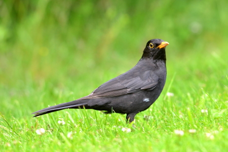 Bild-Nr: 10560757 Der sichernde Blick.. Erstellt von: Ostfriese