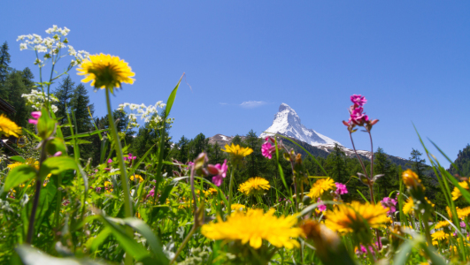 Bild-Nr: 10563483 Matterhorn Erstellt von: CanonOnTour