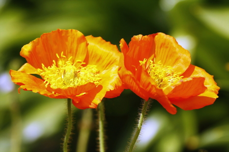 Bild-Nr: 10564199 Mohn Erstellt von: fotoping