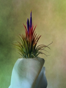 Bild-Nr: 10564974 Tillandsia Erstellt von: PaulaPanther