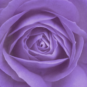 Bild-Nr: 10565224 Rose Closeup lila Erstellt von: Christine Bässler