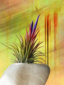 Bild-Nr: 10565644 Tillandsia3 Erstellt von: PaulaPanther