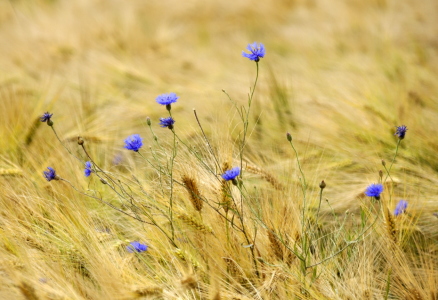 Bild-Nr: 10565932 Im Kornfeld Erstellt von: GUGIGEI