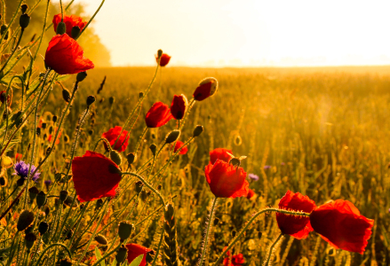 Bild-Nr: 10565970 Mohn am Morgen Erstellt von: Kibo