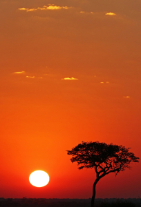 Bild-Nr: 10566134 African Sunset Erstellt von: Manuel Schulz