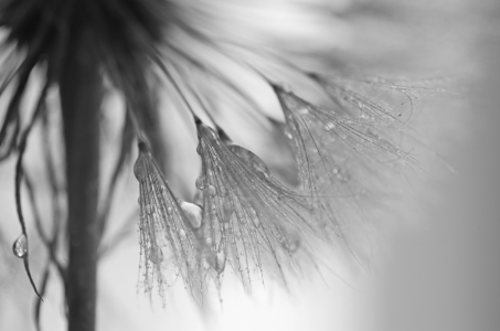 Bild-Nr: 10566518 Pusteblume in Schwarz-weiß Erstellt von: Tanja Riedel