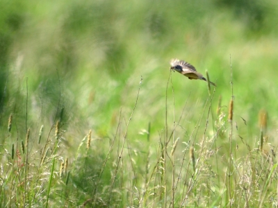 Bild-Nr: 10566658 Naturwiesen.... Erstellt von: Ostfriese