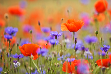 Bild-Nr: 10567236 mohn -aquarell Erstellt von: Jens Kalanke