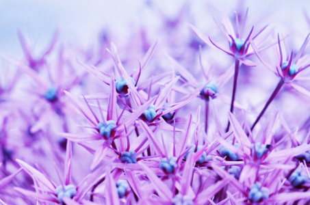 Bild-Nr: 10567244 Allium Erstellt von: Atteloi