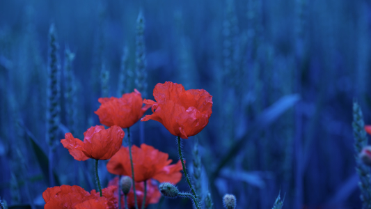 Bild-Nr: 10567944 Blue Mohn Erstellt von: Jens Kalanke