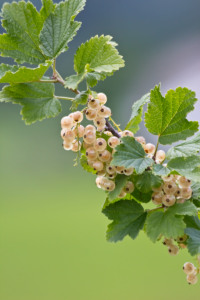 Bild-Nr: 10568300 weisse Johannisbeeren Erstellt von: Stephanie Stephanie Dannecker