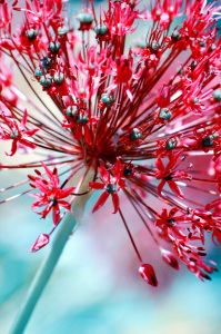 Bild-Nr: 10568352 Allium Erstellt von: Atteloi