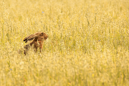 Bild-Nr: 10569024 Haferhase Erstellt von: Jens Kalanke