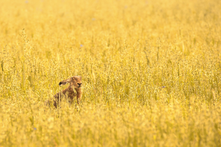 Bild-Nr: 10569096 der Hase im Hafer Erstellt von: Jens Kalanke