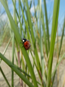 Bild-Nr: 10569764 Marienkäfer im Dünengras Erstellt von: Susanne Herppich