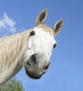 Bild-Nr: 10570723 Was guckst du? Erstellt von: Eva-Maria Oeser