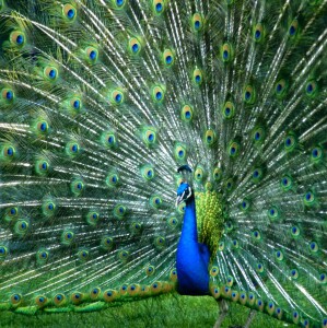 Bild-Nr: 10570947 Der stolze Pfau Erstellt von: GUGIGEI