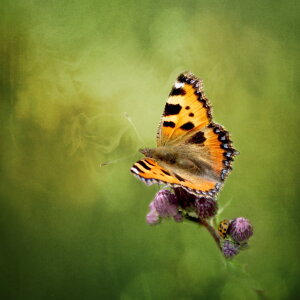 Bild-Nr: 10571305 Schmetterling Erstellt von: Heike Hultsch